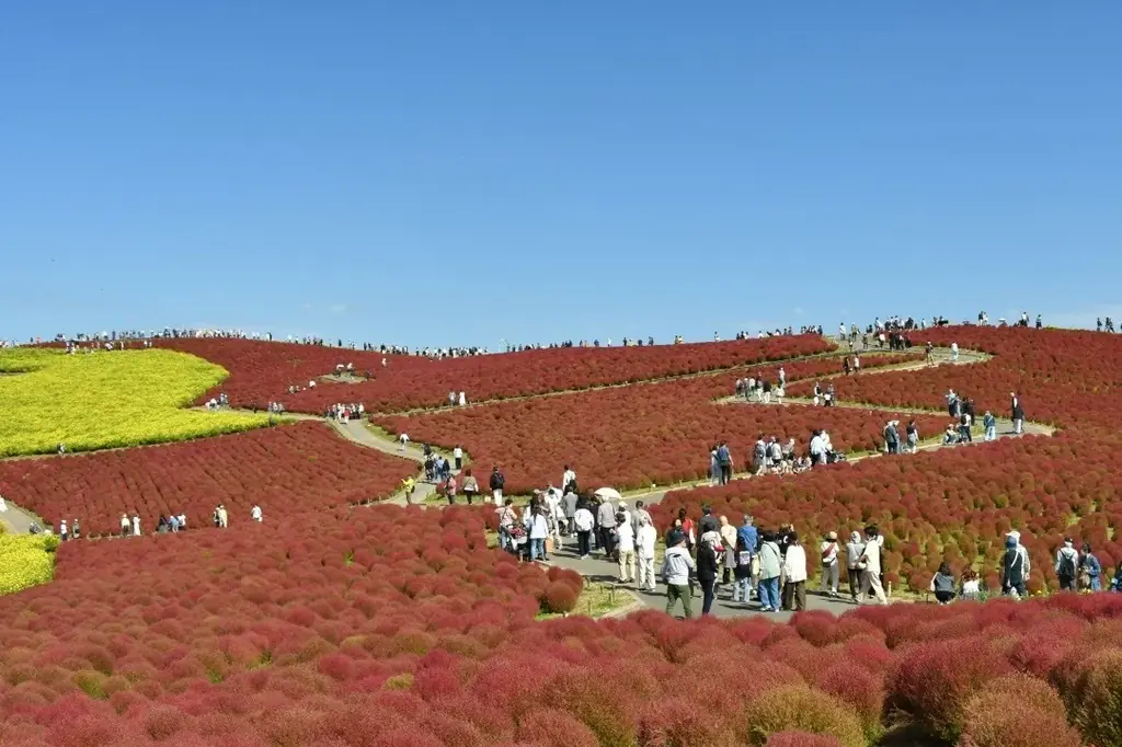 コキア　紅葉の最盛期となりました（国営ひたち海浜公園） 画像 1