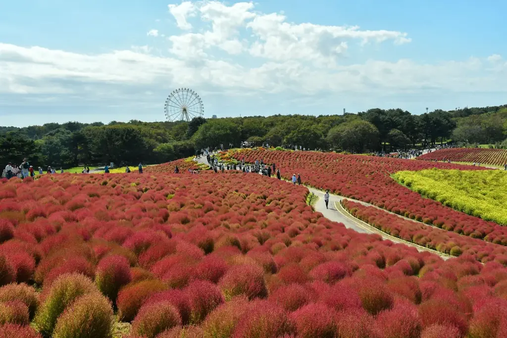 コキア　紅葉の最盛期となりました（国営ひたち海浜公園） 画像 3