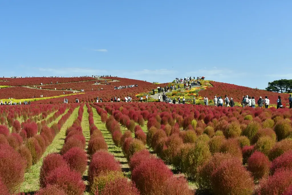 コキア　紅葉の最盛期となりました（国営ひたち海浜公園） 画像 5