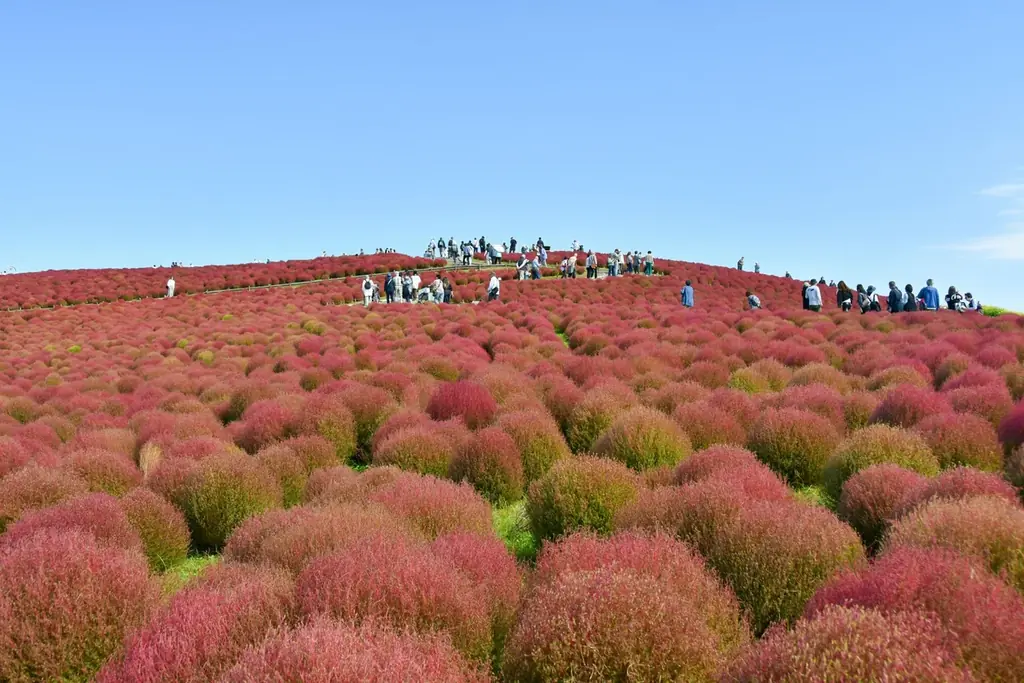 コキア　紅葉の最盛期となりました（国営ひたち海浜公園） 画像 6
