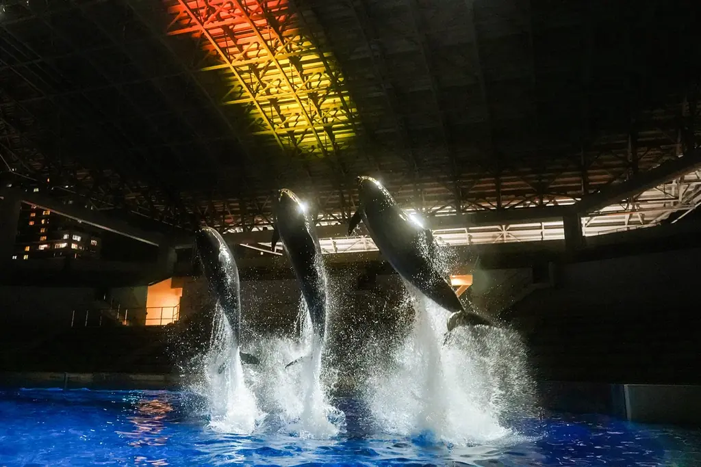 【神戸須磨シーワールド】水族館で過ごす特別な夜「スマシークリスマス2026」開催 画像 3