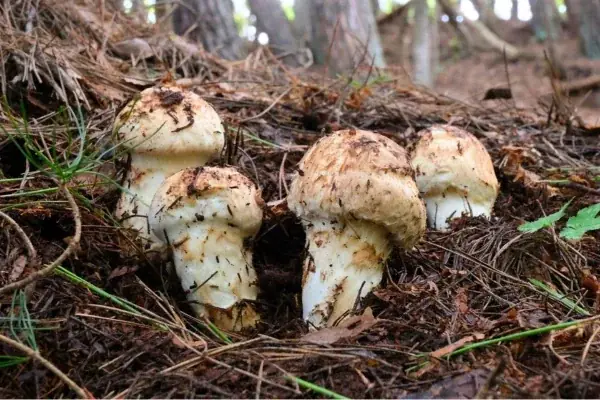 今年は豊作！生産量日本一の長野県から「秋の王様」松茸が銀座へ 画像 1