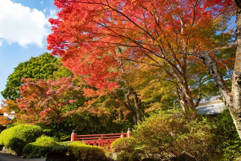 【奈良・料亭百楽荘】約1万坪の庭園を11月11日・15日に特別公開。学園前アートフェスタコラボ企画も11月10日開催。各日限定の「秋の彩り御膳お食事券」は、オンラインショップで10月20日から販売。 画像 3
