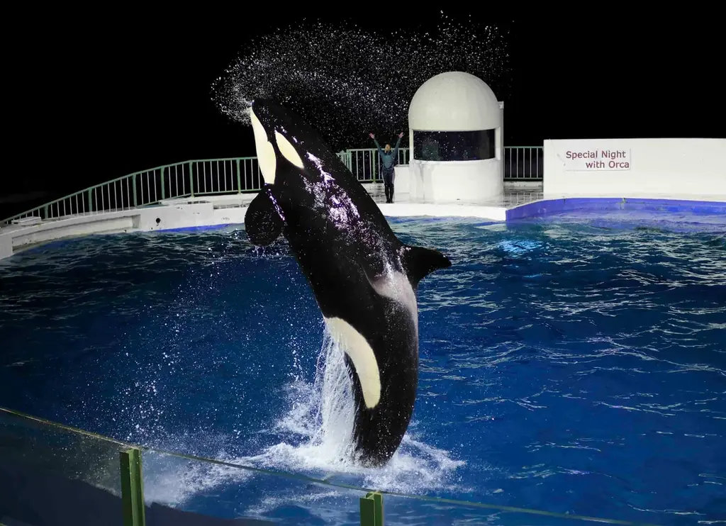 【鴨川シーワールド】『Special(スペシャル) Night(ナイト) with(ウィズ) Orca(オルカ)』開催決定！ 画像 3