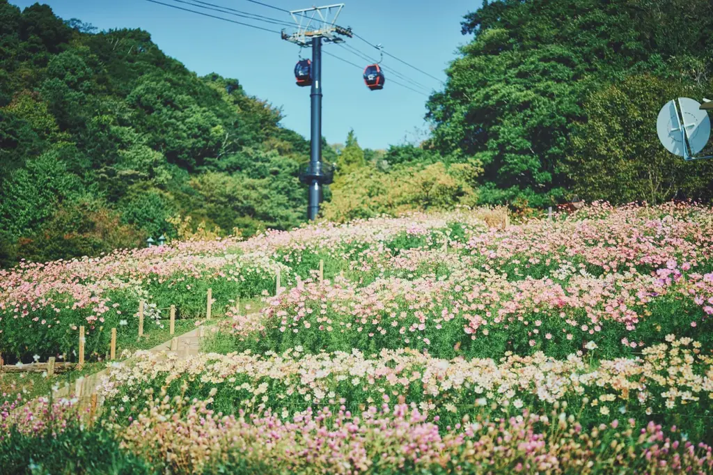一面淡いピンク色に彩る「コスモス畑」が間もなく見ごろを迎えます。昼は鮮やかなお花畑が、夕方には夕陽に透ける花々が演出する情緒あふれる空間に変貌。GARDEN FEST 2026 -Autumn-開催中 画像 2