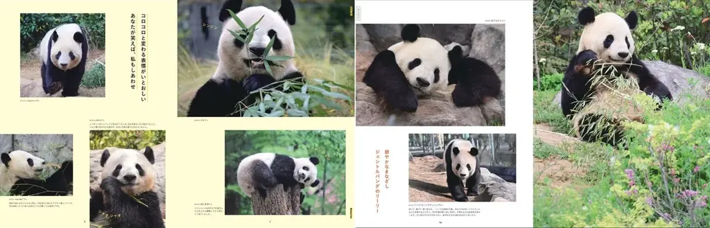 上野動物園のパンダ写真集がフェリシモ「パンダ部」より誕生！1000枚の公募写真とエッセイでつくるメモリアルブック『あの日のパンダたち』 画像 2