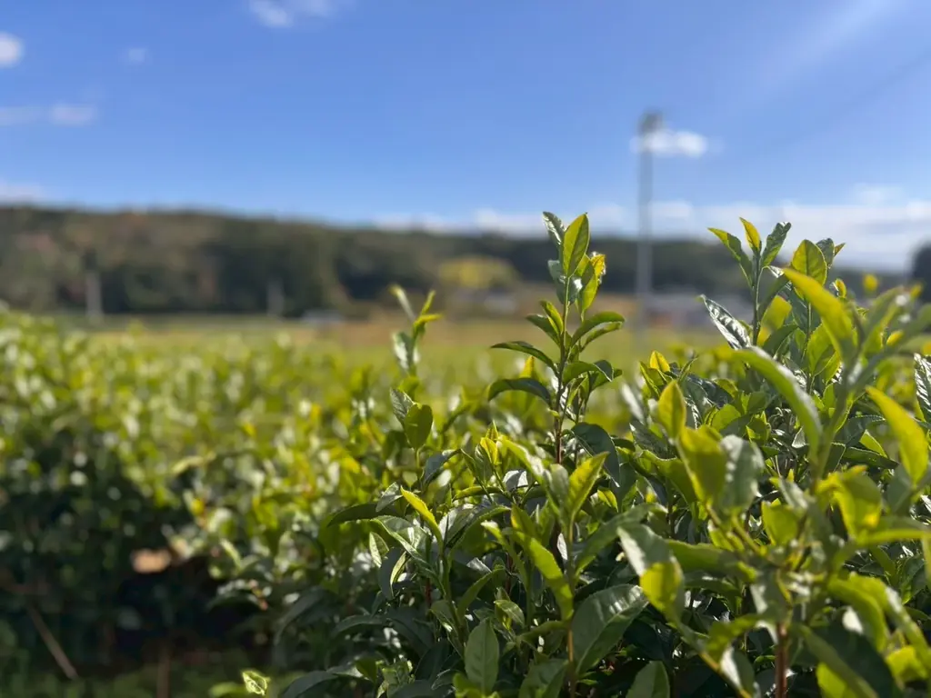 出雲抹茶商品販売