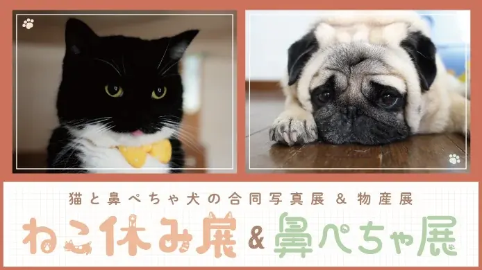 横浜高島屋で「ねこ休み展」と鼻ぺちゃ展、10月29日から同時開催