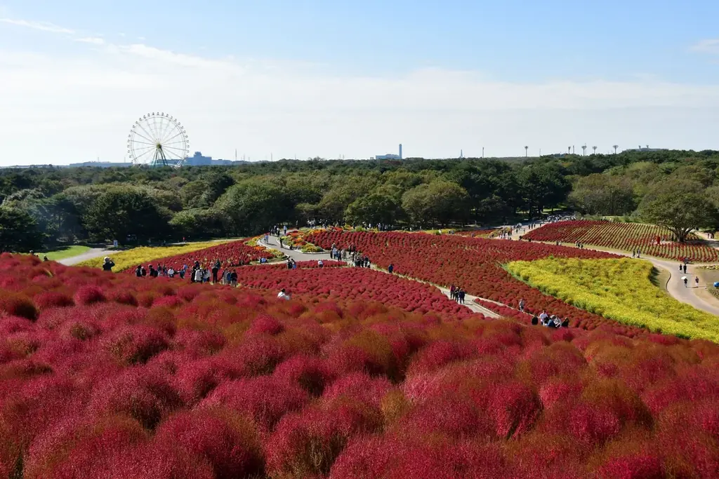 コキアの紅葉
