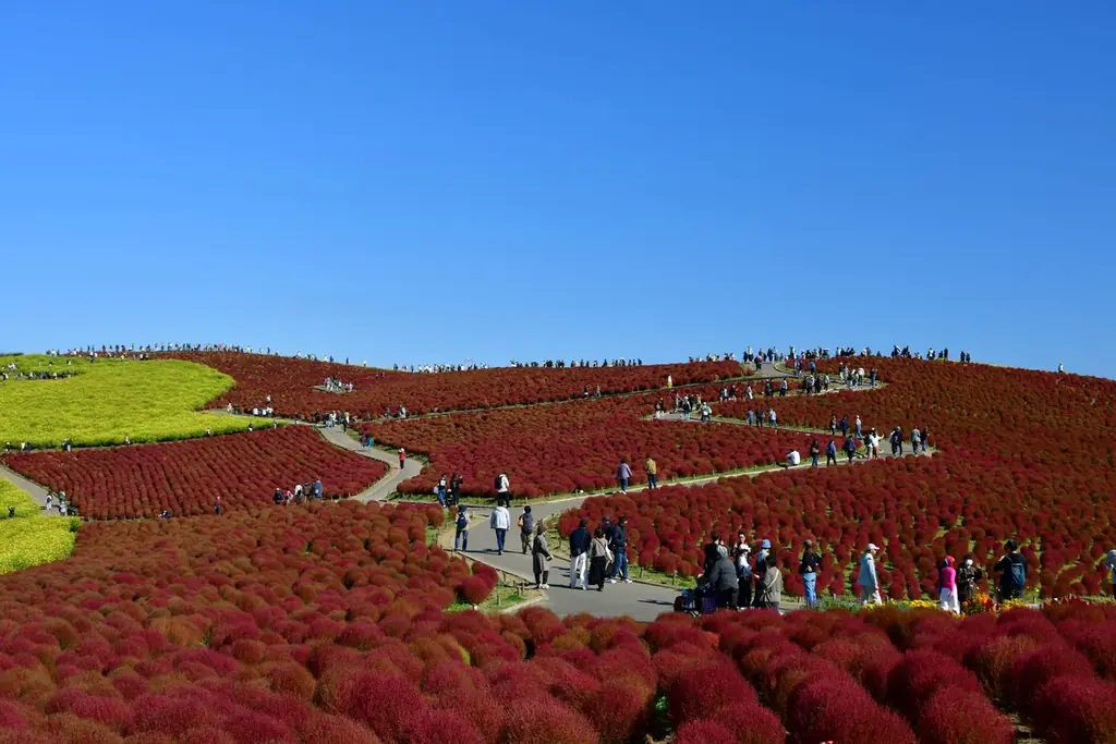 コキア 赤と琥珀色のグラデーションへ（国営ひたち海浜公園） 画像 2