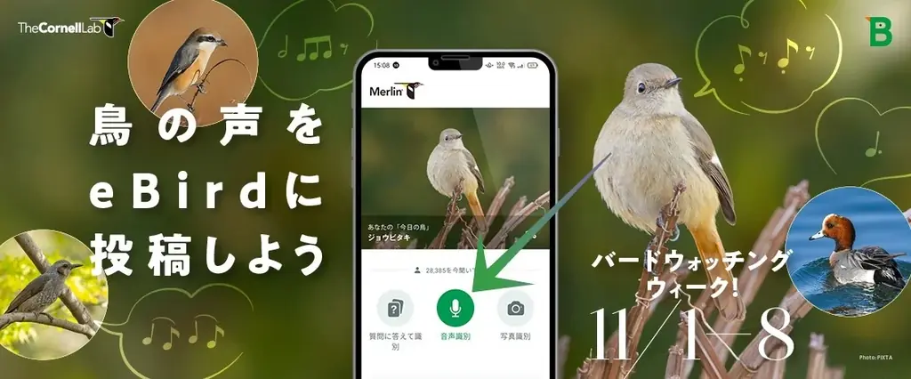 バードウォッチングウィーク！鳥の声をeBirdに投稿してみよう 画像 1