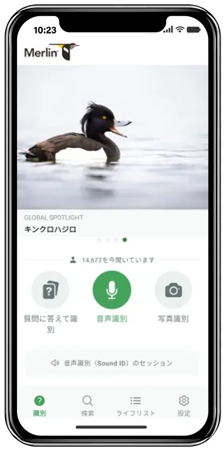 バードウォッチングウィーク！鳥の声をeBirdに投稿してみよう 画像 2