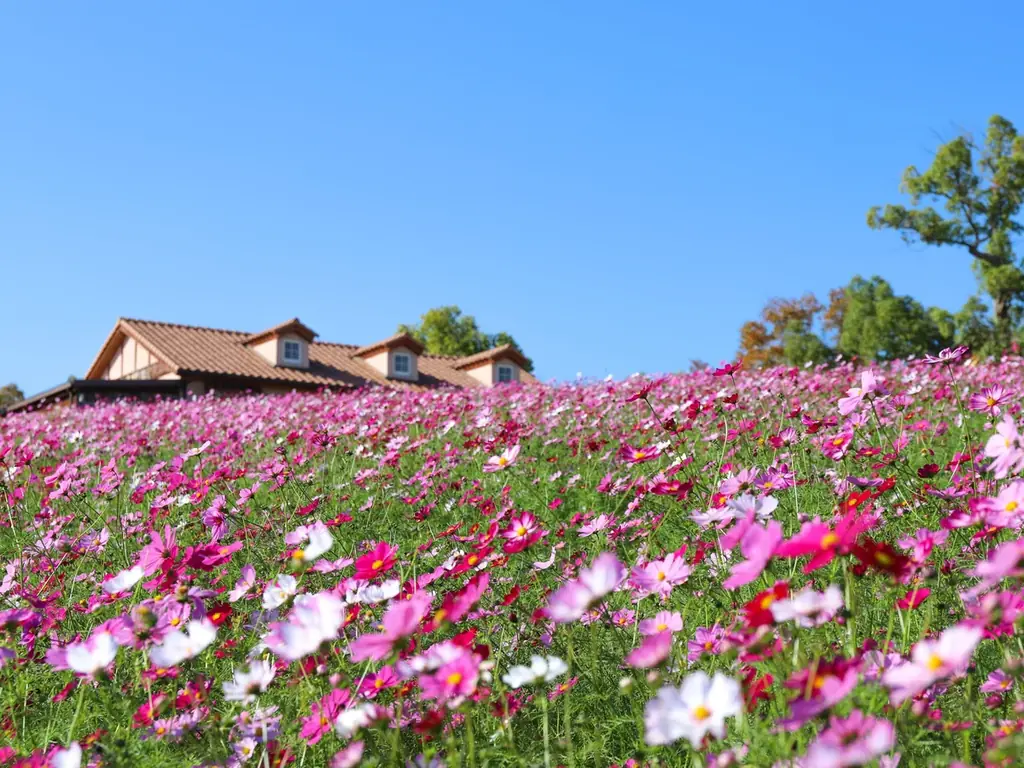 ハーベストの丘で50万本のコスモス見ごろへ、花摘み体験も