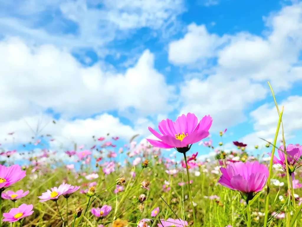 【11月初旬 そろそろ見ごろ】 秋空の下、50万本のコスモスが彩る花景色【ハーベストの丘】 画像 2