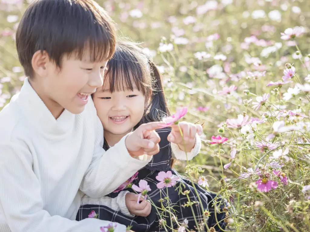 【11月初旬 そろそろ見ごろ】 秋空の下、50万本のコスモスが彩る花景色【ハーベストの丘】 画像 3