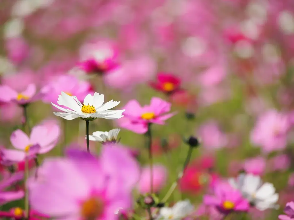 【11月初旬 そろそろ見ごろ】 秋空の下、50万本のコスモスが彩る花景色【ハーベストの丘】 画像 4