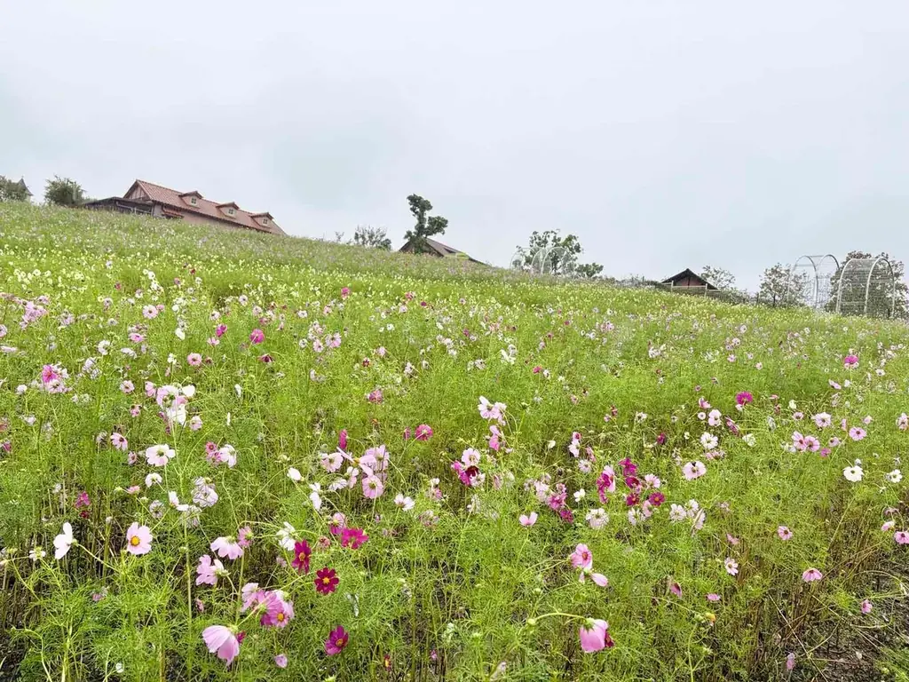 【11月初旬 そろそろ見ごろ】 秋空の下、50万本のコスモスが彩る花景色【ハーベストの丘】 画像 5