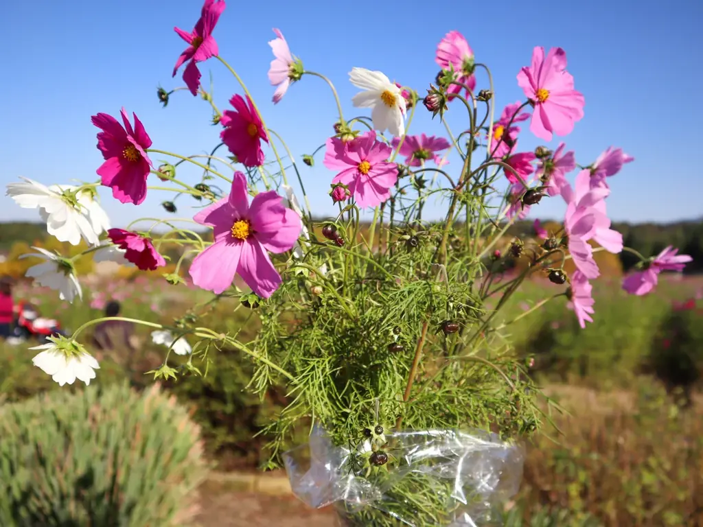 【11月初旬 そろそろ見ごろ】 秋空の下、50万本のコスモスが彩る花景色【ハーベストの丘】 画像 6
