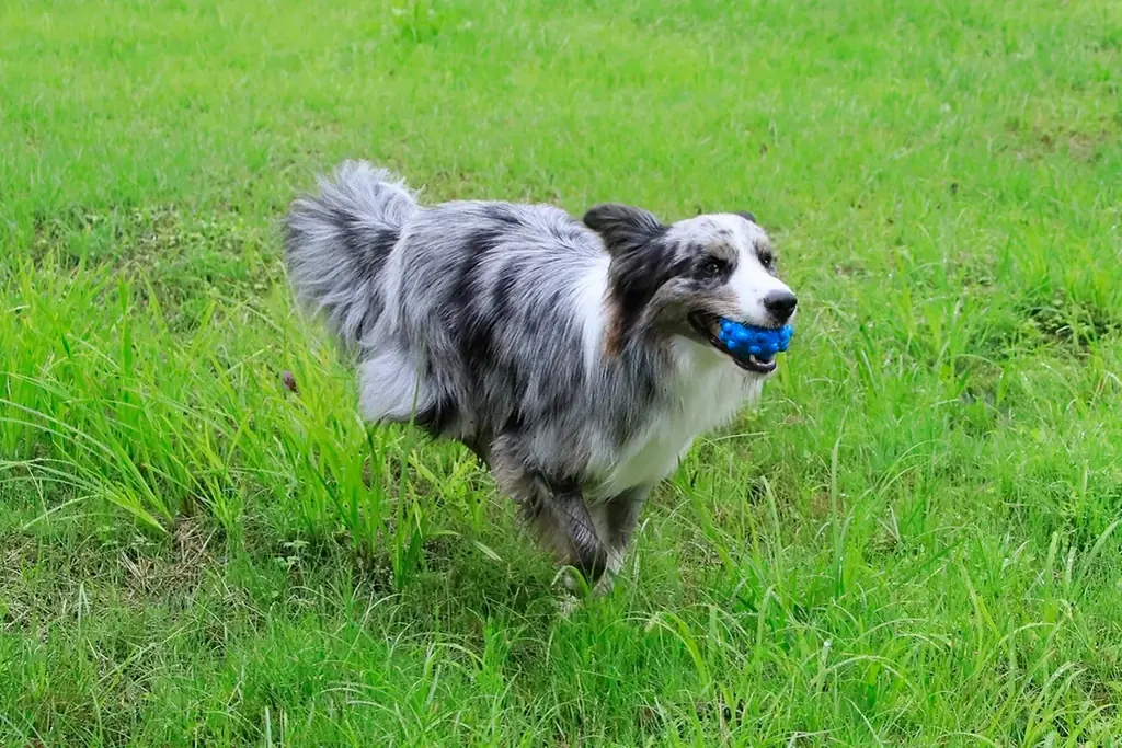 冬こそ愛犬と旅に出よう！北軽井沢のホテルが愛犬利用料無料＆料理長特製ピザで冬旅を応援 画像 2