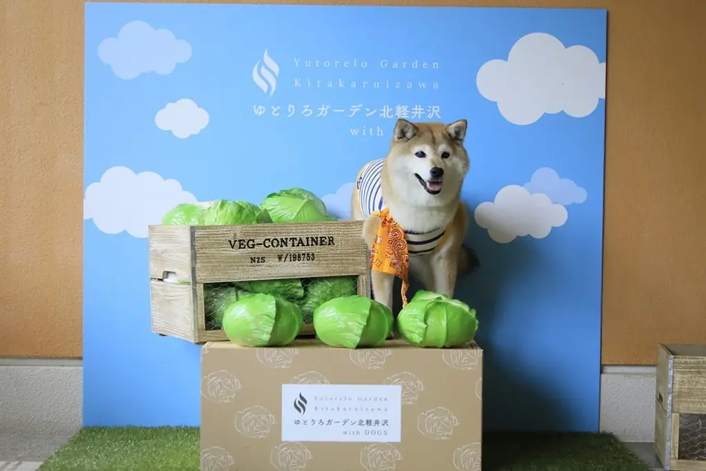 冬こそ愛犬と旅に出よう！北軽井沢のホテルが愛犬利用料無料＆料理長特製ピザで冬旅を応援 画像 7