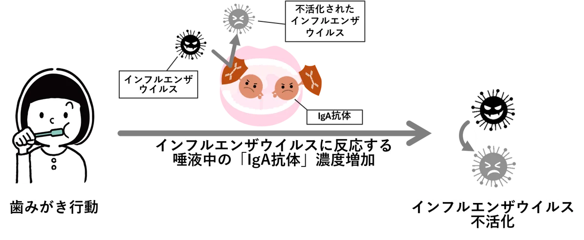 歯みがき行動により、インフルエンザウイルスに反応する唾液中の免疫成分「IgA抗体」濃度が増加することを確認 画像 1