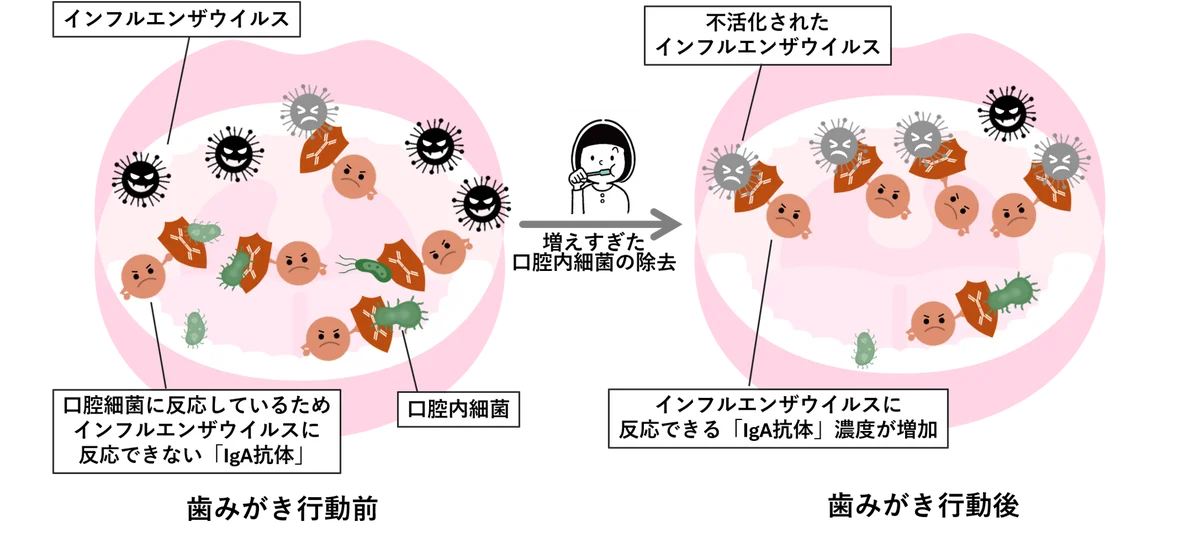 歯みがき行動により、インフルエンザウイルスに反応する唾液中の免疫成分「IgA抗体」濃度が増加することを確認 画像 3