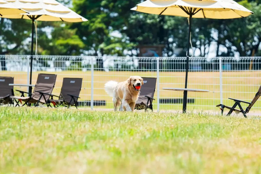 愛犬旅でもお風呂を諦めない！愛犬と楽しむ貸切風呂が誕生　11月1日にはサウナ付き新客室3室もオープン 画像 7
