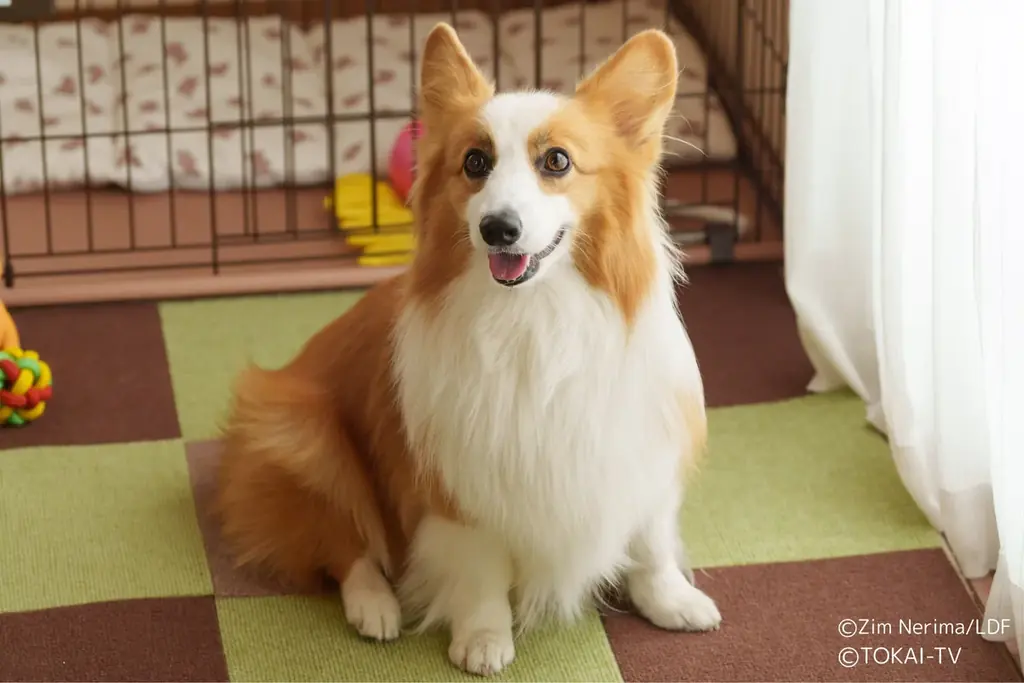 日本民間放送連盟賞・優秀賞受賞作品「おっパン」スペシャルドラマのストーリーテラーはまさかの愛犬・カルロス！声を演じるのは人気実力を兼ね備えた声優・中村悠一に決定！ 画像 2