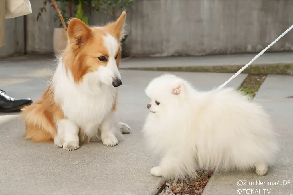 日本民間放送連盟賞・優秀賞受賞作品「おっパン」スペシャルドラマのストーリーテラーはまさかの愛犬・カルロス！声を演じるのは人気実力を兼ね備えた声優・中村悠一に決定！ 画像 5