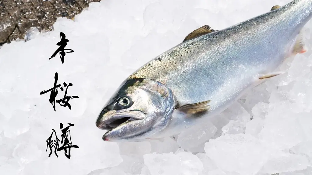 本桜鱒販売開始