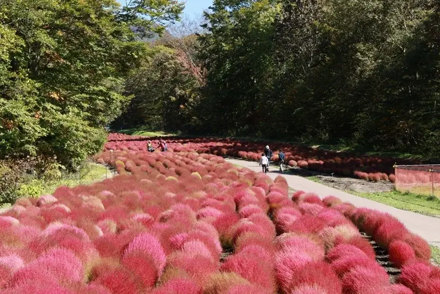 愛犬と過ごせる高原リゾート「たんばらラベンダーパーク」　　　　命をつなぐプロジェクト「おツナがり」とコラボ 画像 7