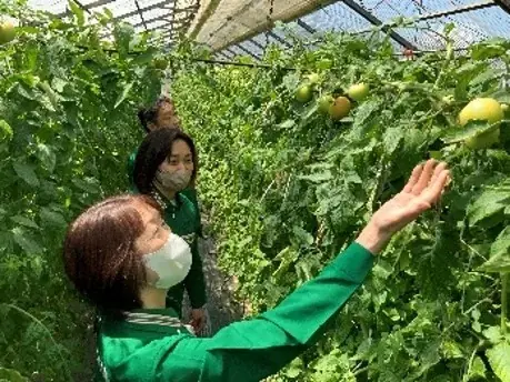 【北海道限定】北海道森町の岡嶋康輔町長も太鼓判！北海道森町産のトマトを使用した商品を6月26日（木）より販売 画像 4