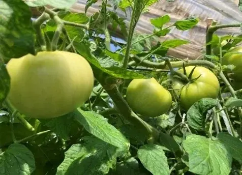 【北海道限定】北海道森町の岡嶋康輔町長も太鼓判！北海道森町産のトマトを使用した商品を6月26日（木）より販売 画像 5