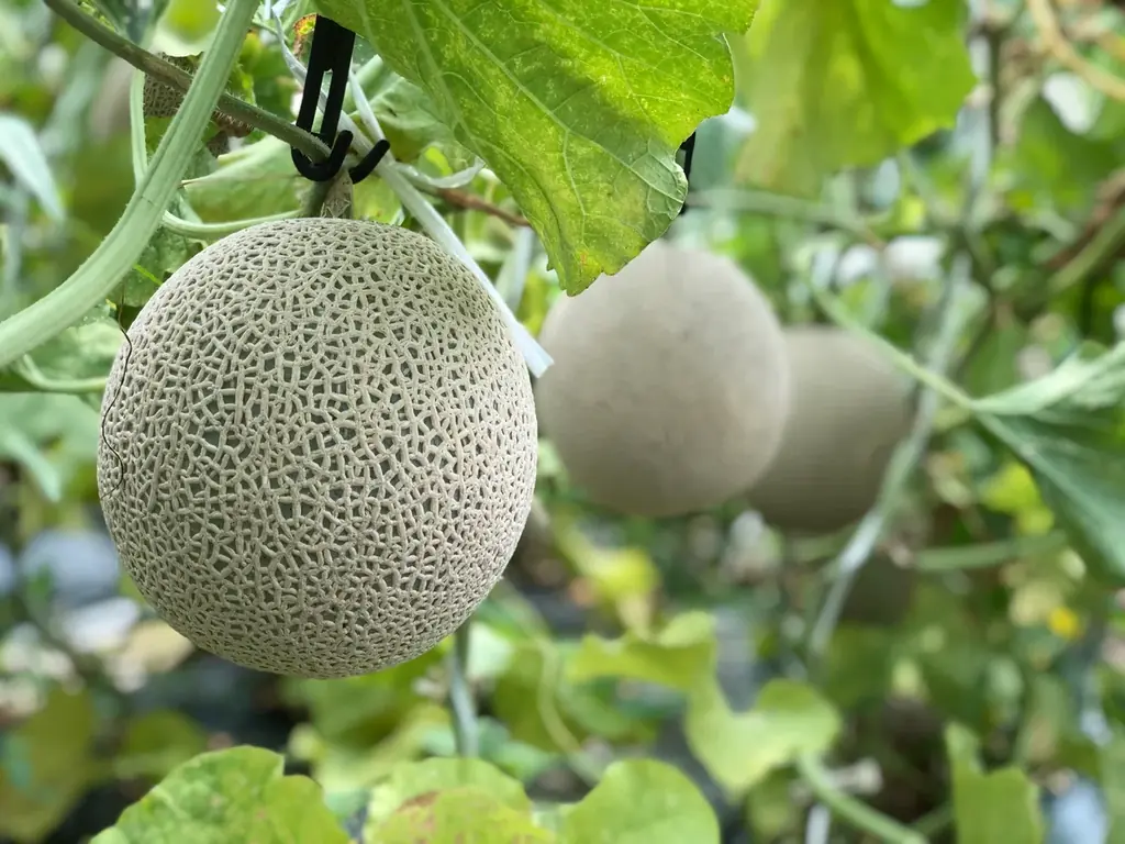 《数量限定》感謝の気持ちを込めたサプライズプレゼントに!坂口農園 「ありがとう」の文字入りメロンが小松市のふるさと納税返礼品に登場 画像 2