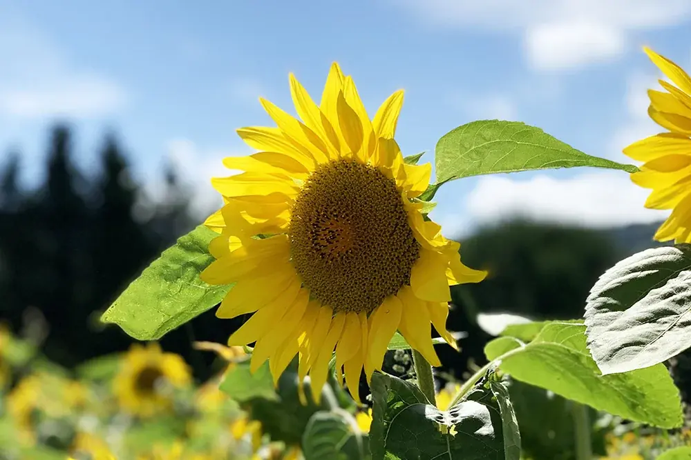 練馬区立 四季の香ローズガーデン／昨年よりもイベントエリアを拡大しスケールアップ／一夜限りの夏まつりを7月19日（土）に開催！ 画像 2