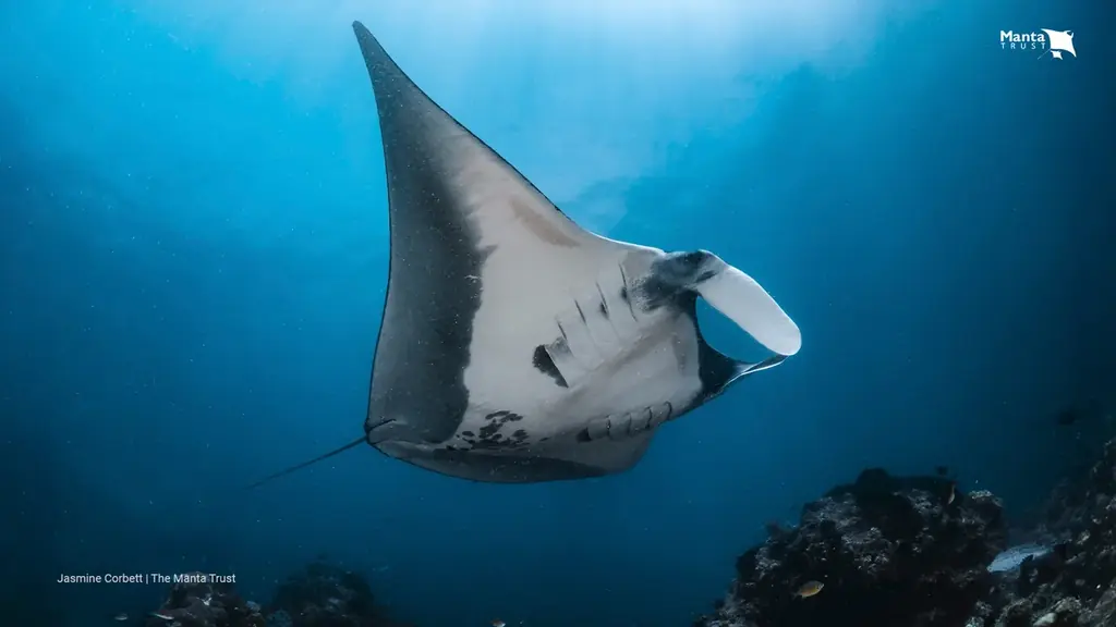 UNDONE、新作「Aqua Carbon Maggy」を発表 画像 2