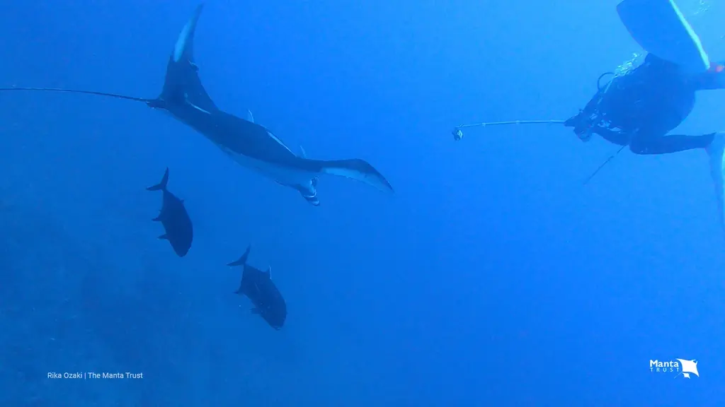 UNDONE、新作「Aqua Carbon Maggy」を発表 画像 4