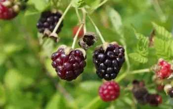 新潟には「お米・お酒だけじゃない！」食の魅力がたくさんあります！牛、豚、海の幸、豊かな水と肥えた土で丁寧に育てられた越後野菜、そしてフルーツ。夏フルーツフェアではフルーツの魅力を思う存分味わえます！ 画像 17