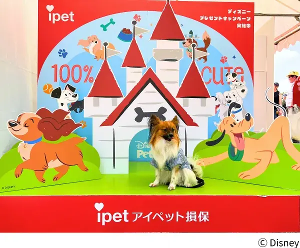 ジャパンわんこフェスタ2025出展