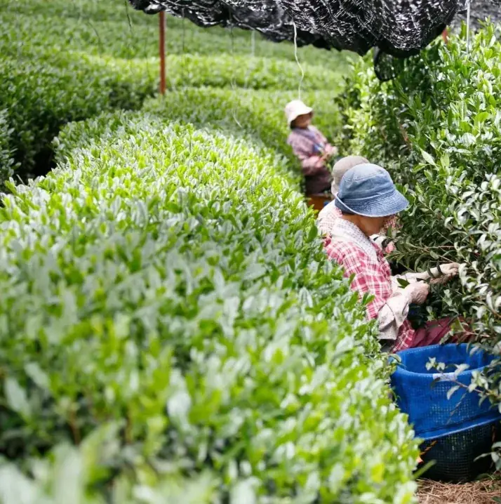 【nana’s green tea】オリジナル急須「360KYUSU」とお茶やお菓子をセットで贈れる、ギフトボックス誕生 画像 6