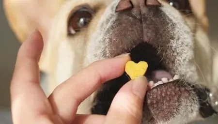 横浜七夕祭り2025　周辺施設のご案内　【第三弾リリース】 画像 5