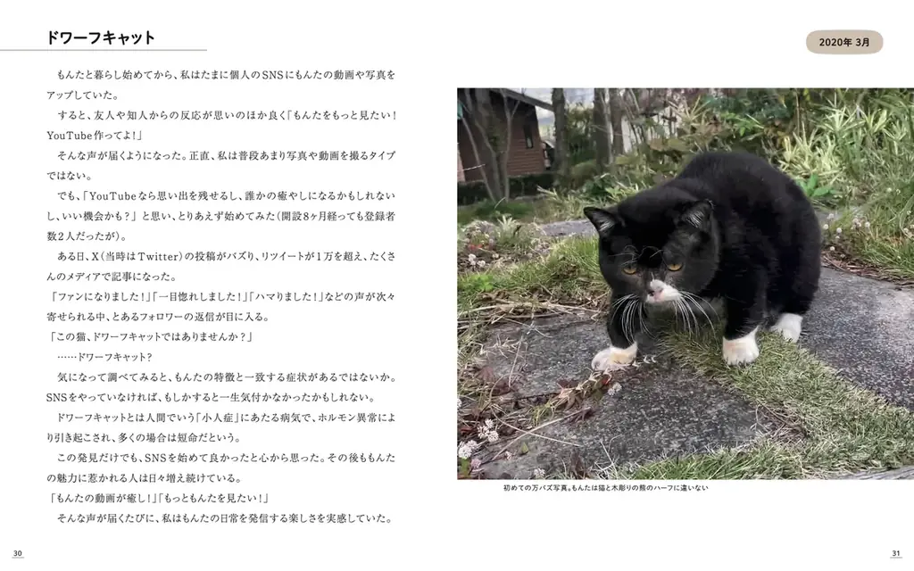 4年10ヶ月の一生を駆け抜けた「猫小人症」の猫　やさしさと笑いに包まれた日々がフォトブックに 画像 3