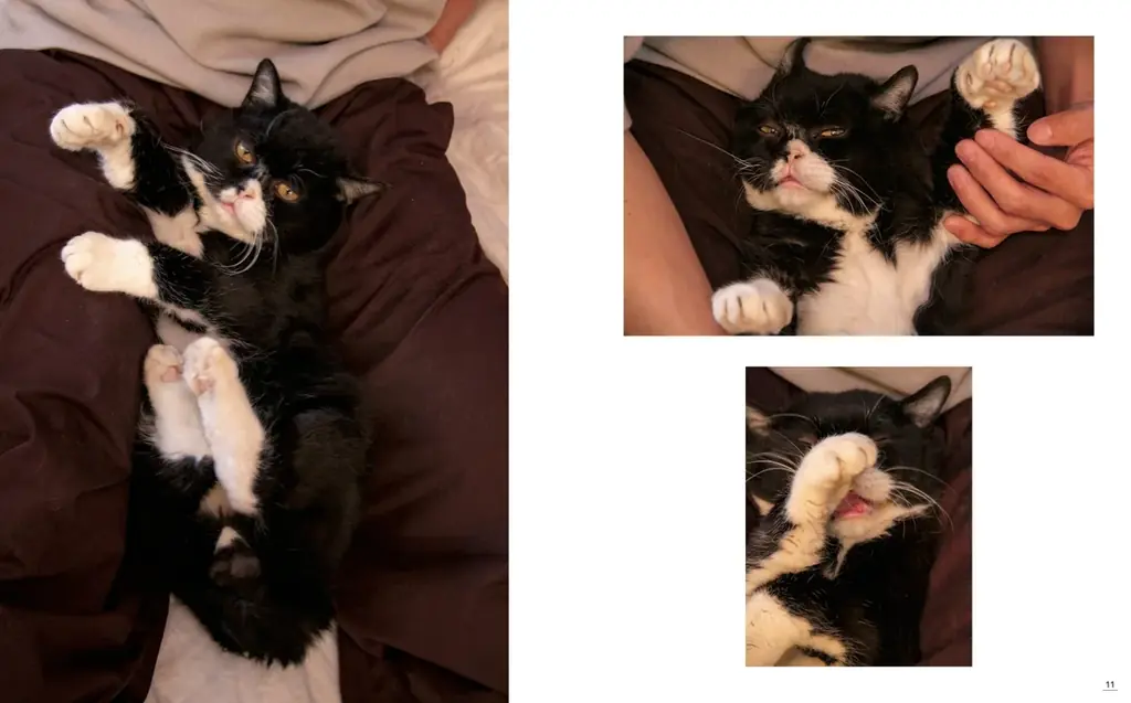 4年10ヶ月の一生を駆け抜けた「猫小人症」の猫　やさしさと笑いに包まれた日々がフォトブックに 画像 4