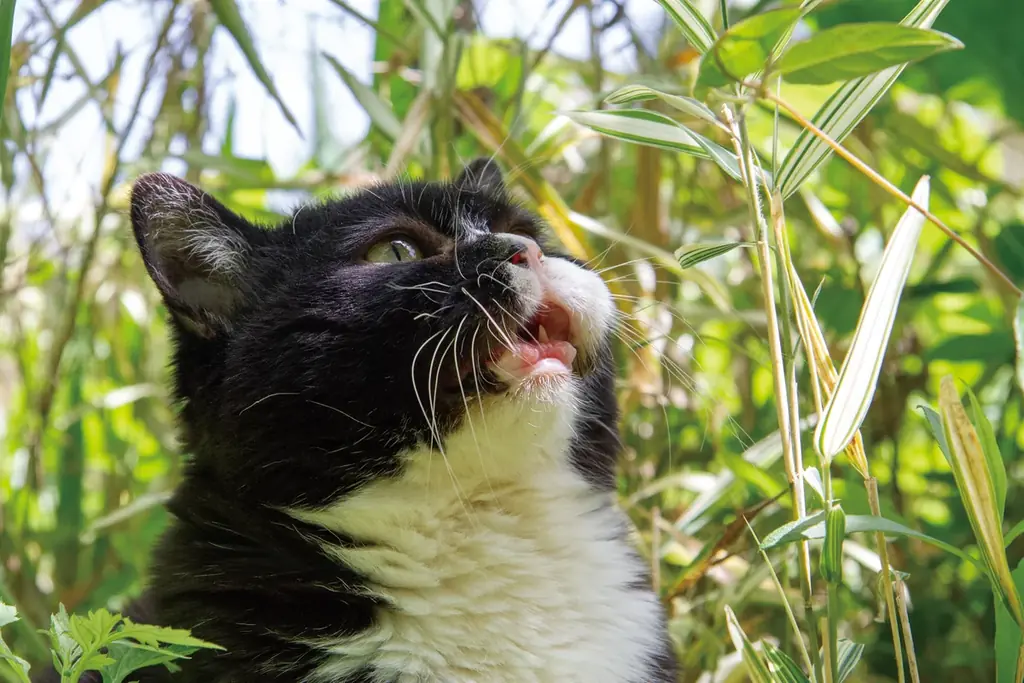 4年10ヶ月の一生を駆け抜けた「猫小人症」の猫　やさしさと笑いに包まれた日々がフォトブックに 画像 6