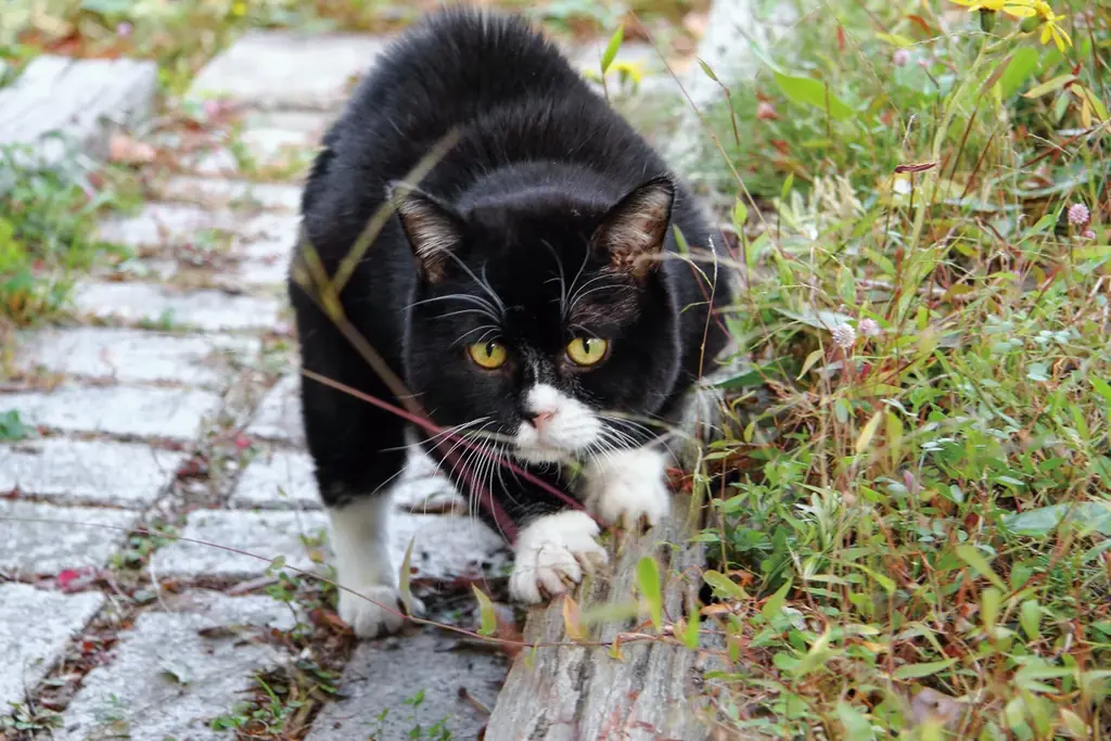4年10ヶ月の一生を駆け抜けた「猫小人症」の猫　やさしさと笑いに包まれた日々がフォトブックに 画像 7