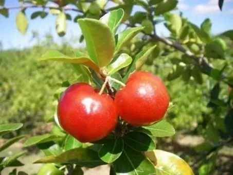 近畿大学とニチレイフーズが開発した「アセロラ真鯛®」6/27（金）から、くら寿司で「アセロラ真鯛®湯引き」を、ベイシアで「アセロラ真鯛®の寿司・お造り」を、期間・数量限定で販売 画像 2