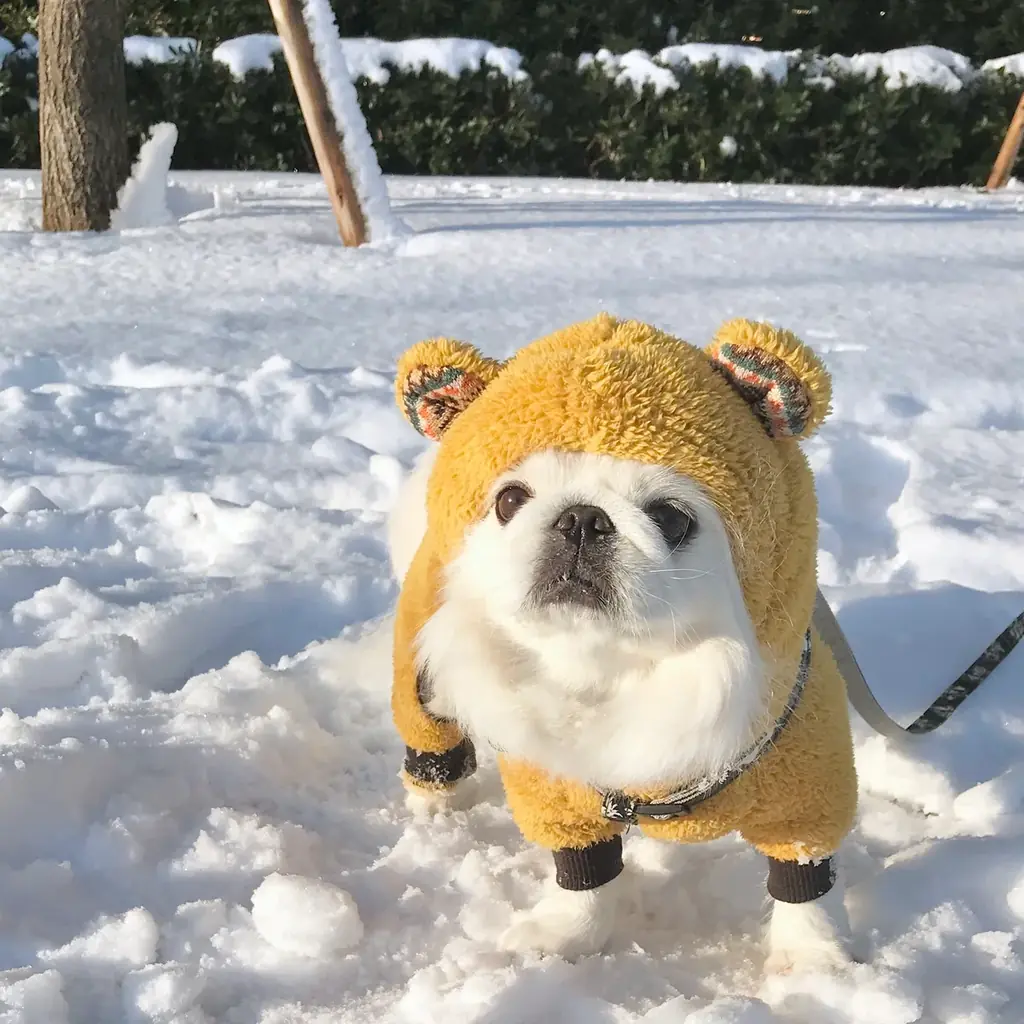 うちの愛犬の写真集が出版できる!「うちのこ写真集」シリーズ第4弾『ペキニーズのわたあめ』が発売決定! 画像 4