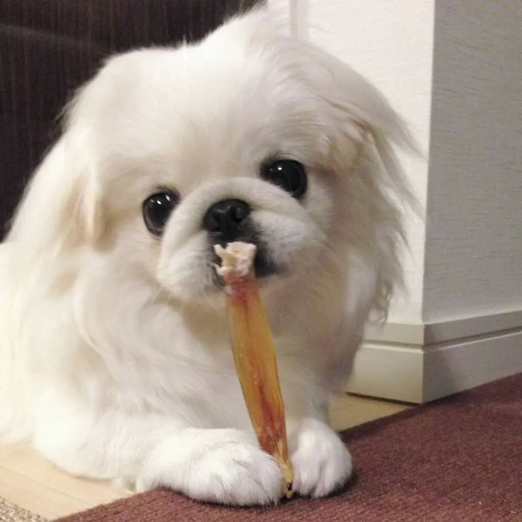 うちの愛犬の写真集が出版できる!「うちのこ写真集」シリーズ第4弾『ペキニーズのわたあめ』が発売決定! 画像 5