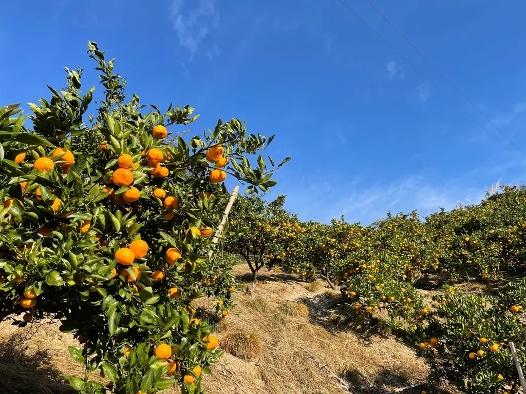 【第一滝本館】北海道でときめくパフェ体験、新登場の「シマエナガ×北海道夏いちごパフェ」を味わおう！今なら、登別温泉街を巡る無料「オニスロ」も運行中です。 画像 7