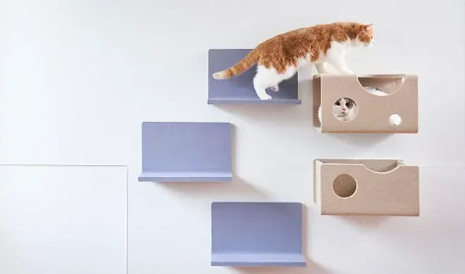 アニコムのペット特化型マーケティングリサーチサービス『ani voice』モニター登録者数が20,000人を突破！ペット共生社会へのさらなる価値提供へ 画像 2